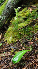 Platanthera obtusata