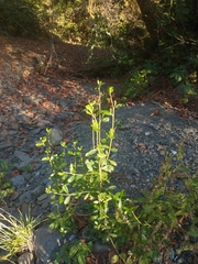 Baccharis pilularis