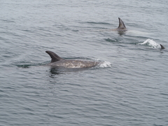 Grampus griseus