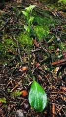 Platanthera obtusata