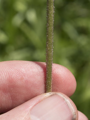 Raillardella pringlei