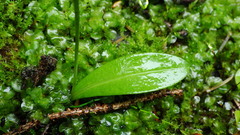 Platanthera obtusata