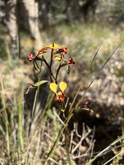 Diuris