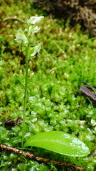Platanthera obtusata