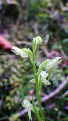 Platanthera obtusata