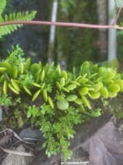Lemmaphyllum microphyllum