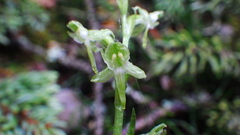 Platanthera obtusata