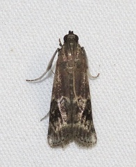 Euzophera semifuneralis