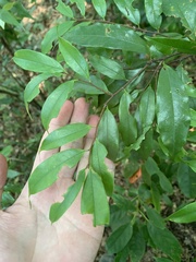 Prunus phaeosticta