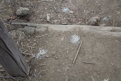 Thamnolia vermicularis