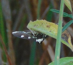 Desmia funeralis