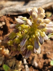 Ledebouria