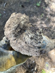 Butyriboletus primiregius