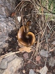 Hohenbuehelia petaloides