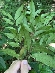 Prunus phaeosticta