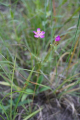 Phemeranthus calycinus