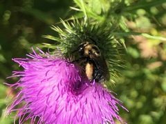 Melissodes desponsus