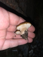 Hohenbuehelia petaloides