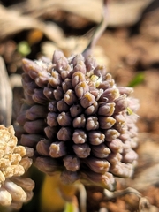 Ledebouria