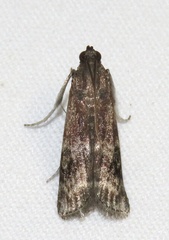Euzophera semifuneralis