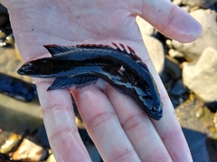 Acanthoclinus marilynae