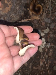 Hohenbuehelia petaloides