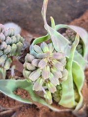 Ledebouria