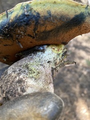 Butyriboletus primiregius