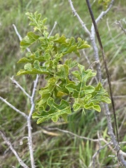 Solanum linnaeanum