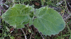 Arnica cordifolia