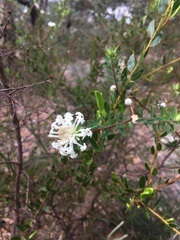 Pimelea linifolia