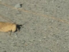 Dissosteira carolina