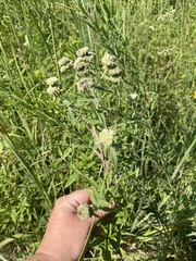 Pycnanthemum verticillatum