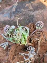 Ledebouria