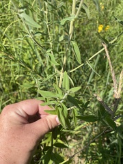 Pycnanthemum verticillatum