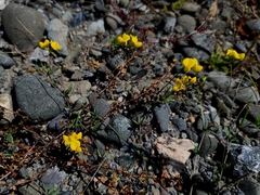 Lotus corniculatus