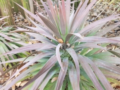 Yucca desmetiana