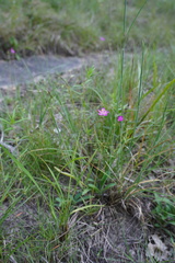 Phemeranthus calycinus