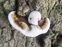 Ganoderma lobatum