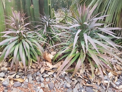Yucca desmetiana