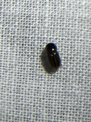 Aphodiinae