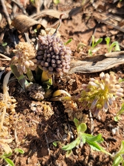 Ledebouria
