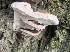 Ganoderma lobatum