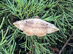 Hypopyra vespertilio