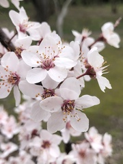 Prunus cerasifera