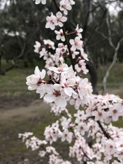Prunus cerasifera