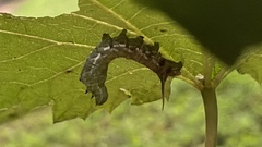 Sphingidae