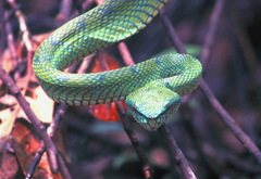 Tropidolaemus subannulatus