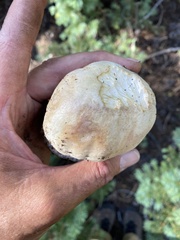 Boletus barrowsii