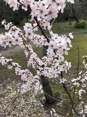 Prunus cerasifera